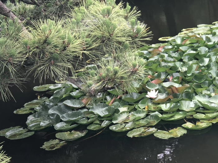 花开之处，便是故地  第10张